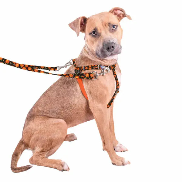 Jack O Lantern Freedom No-Pull Dog Harness – EarthStyle 2 Hounds Design