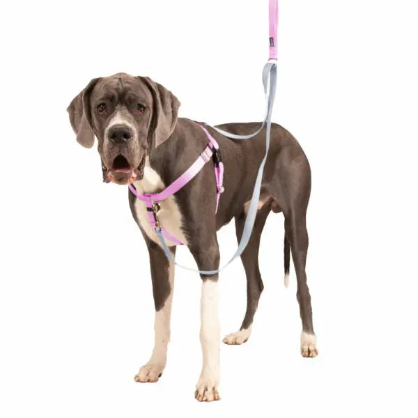 Rose Pink Freedom No-Pull Dog Harness 2 Hounds Design