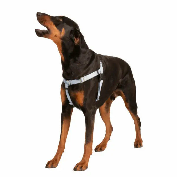 Silver Freedom No-Pull Dog Harness 2 Hounds Design