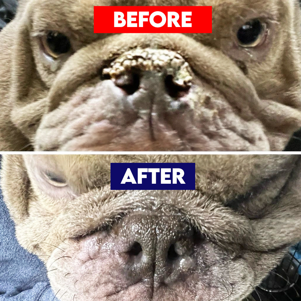 Pet Nose Repair Balm- 4 oz