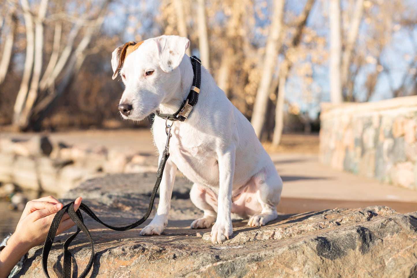 Pro Line Hunting Midnight Black Leather Leash