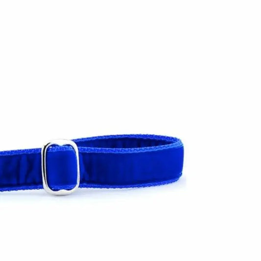 Royal Blue Velvet Dog Leash 2 Hounds Design