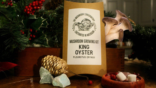 King Oyster Edible Gourmet Mushroom Growing Kit