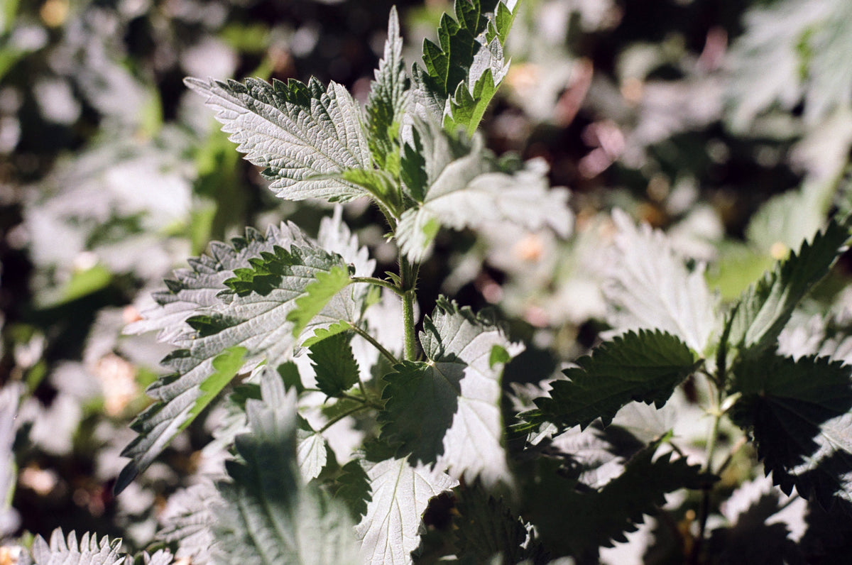 Nettle Balm