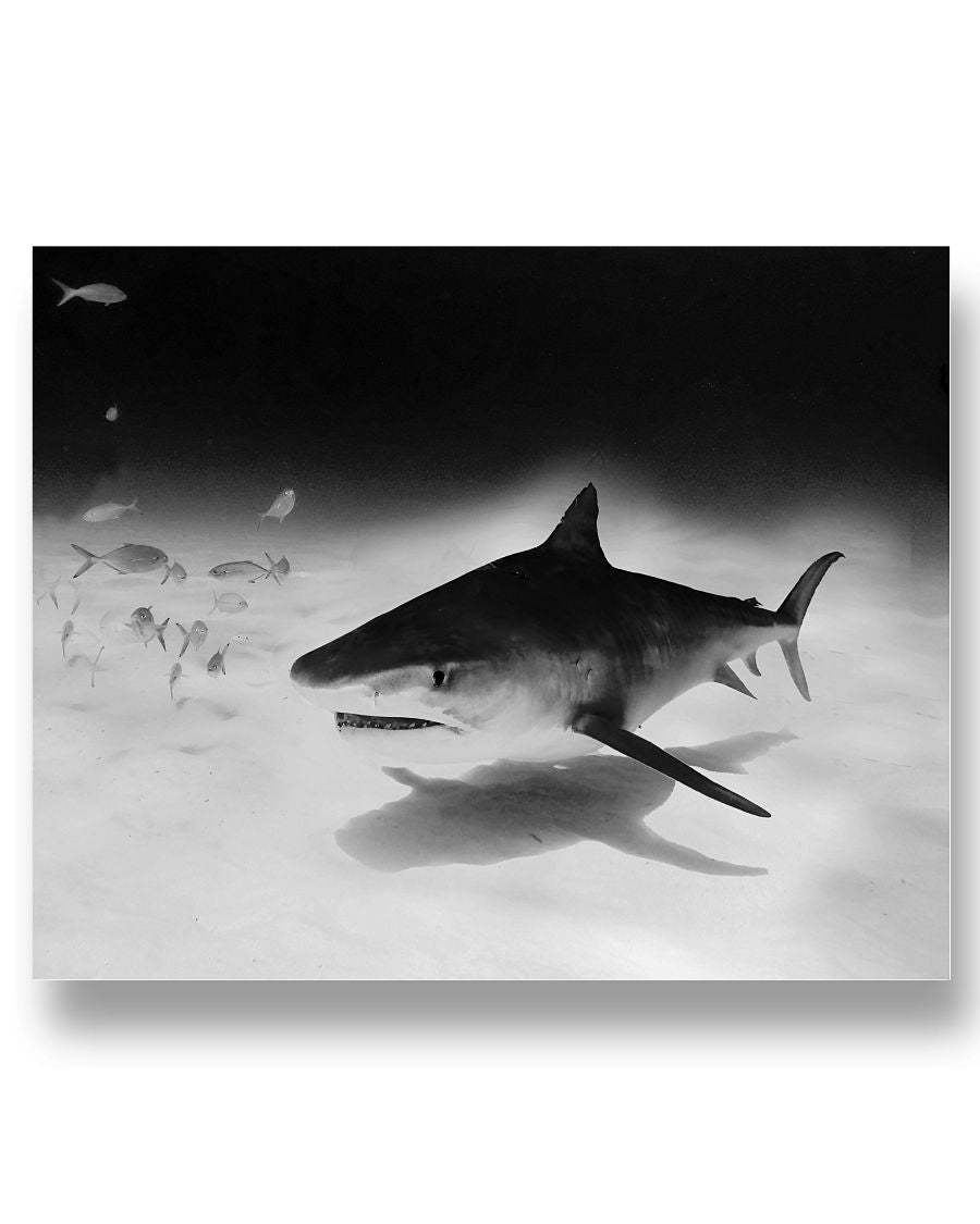 Tiger Shark Approach, Bimini Shark Labs, Moss Apparel, 20x16 Poster Matte