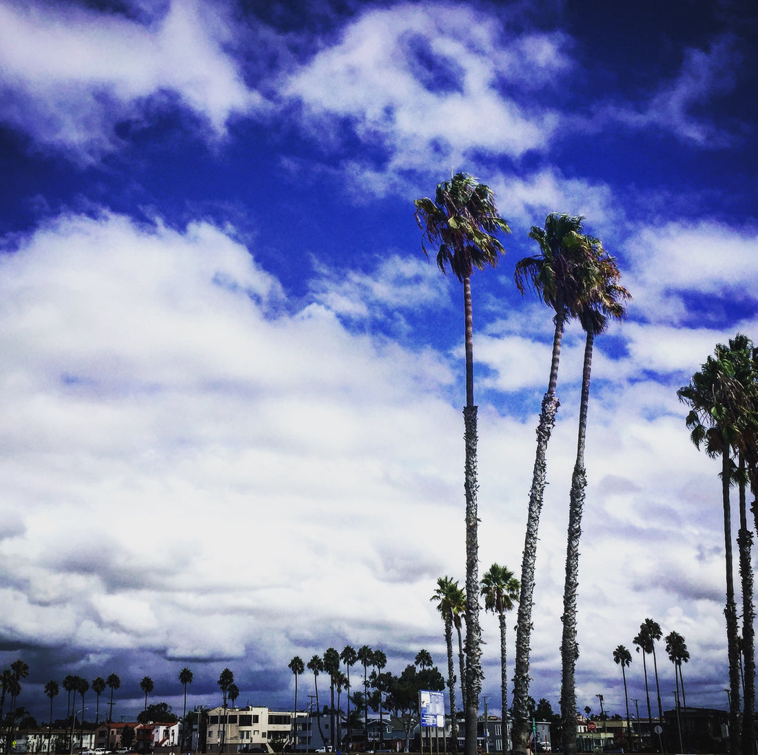 Palms