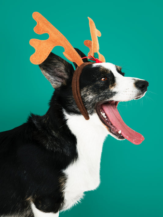 The Christmas Dogdeer!