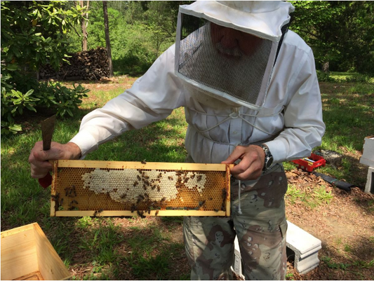 The Bees Are Disappearing
