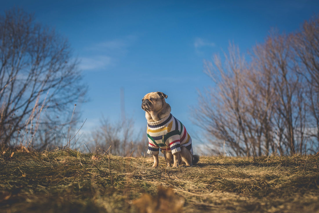Pugtastic Sweater