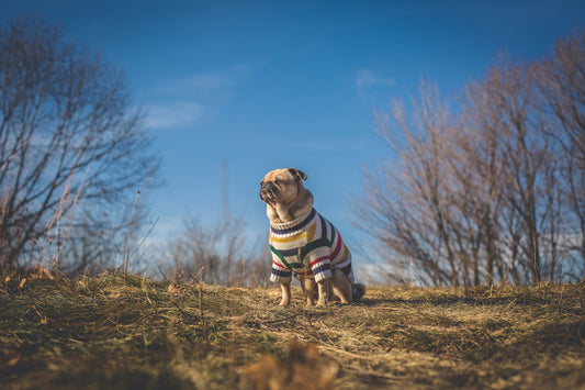 Pugtastic Sweater
