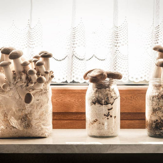 Holiday Edition King Oyster Gourmet Mushroom Growing Kit