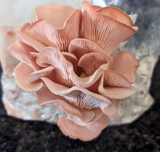 Pink Oyster Edible Mushroom Growing Kit - Great Foodie Gift