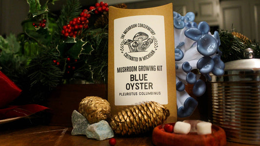 Blue Oyster Edible Mushroom Growing Kit - Gourmet Gift