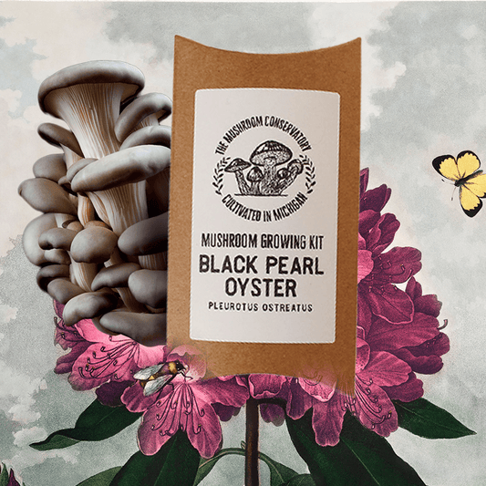 Black Pearl Oyster Edible Gourmet Mushroom Growing Kit