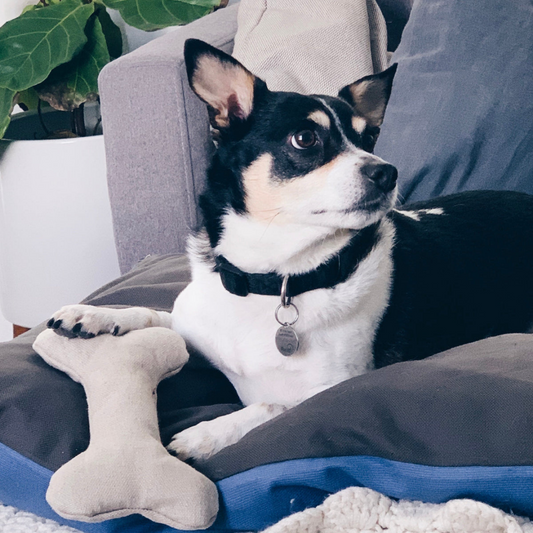 Boba & Vespa Plush Hemp Dog Toy Bone for Gentle Chewers
