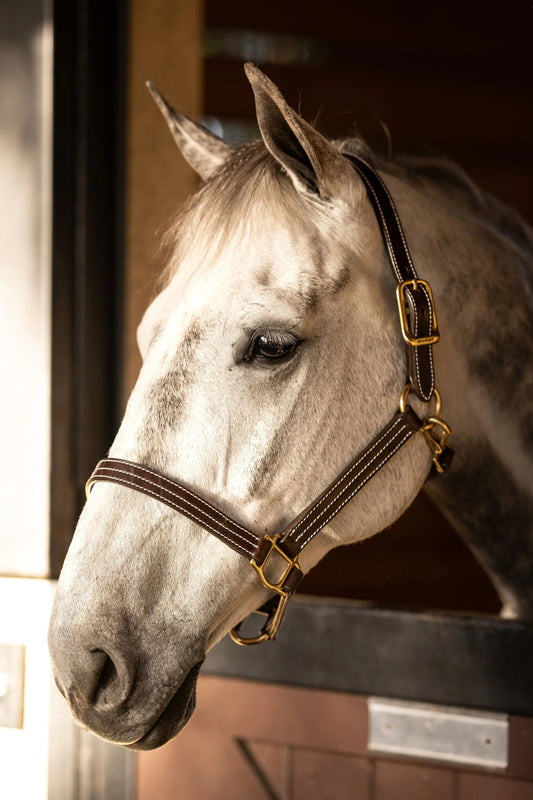 Huntley Equestrian Premium Leather Triple Stitched Halter with Snap