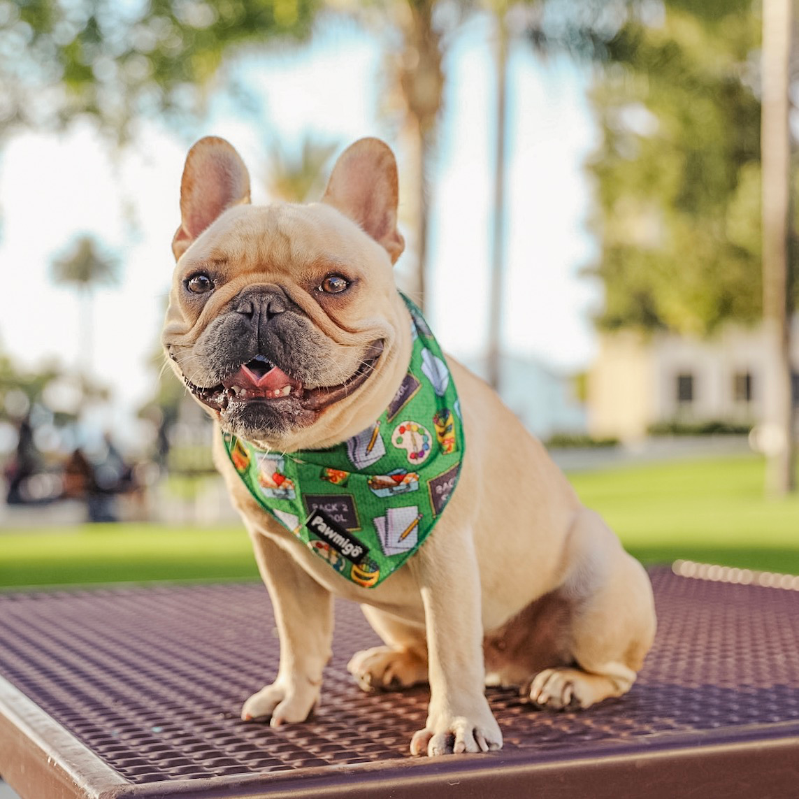 Teacher's Pet Cooling Bandana