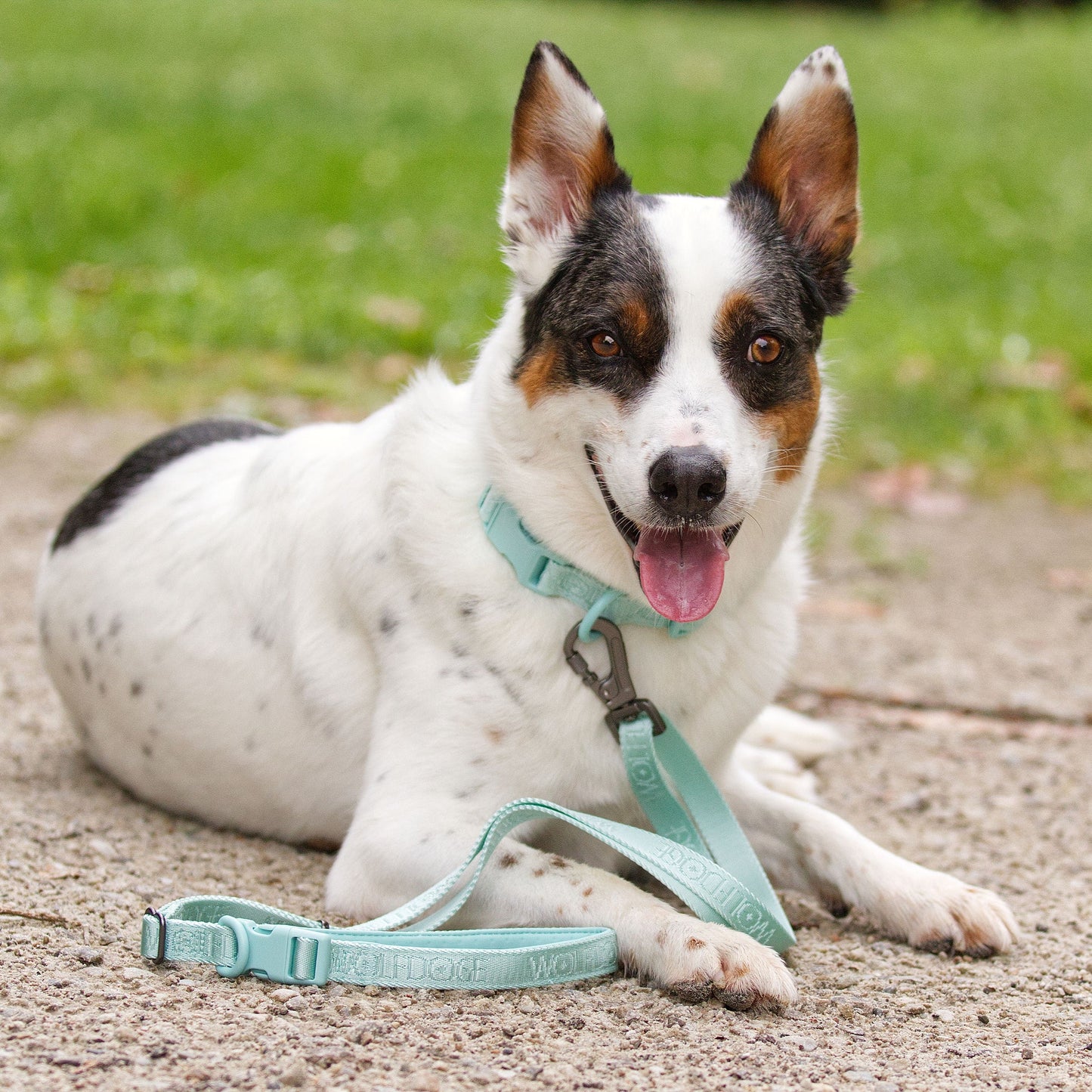Wolfdoge Signature Leash