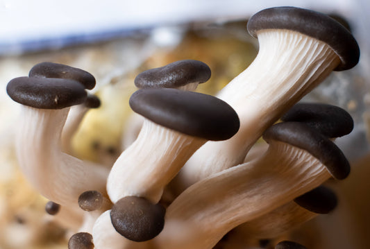 Black Pearl Oyster Edible Gourmet Mushroom Growing Kit