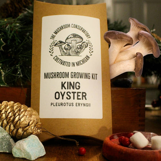King Oyster Edible Gourmet Mushroom Growing Kit