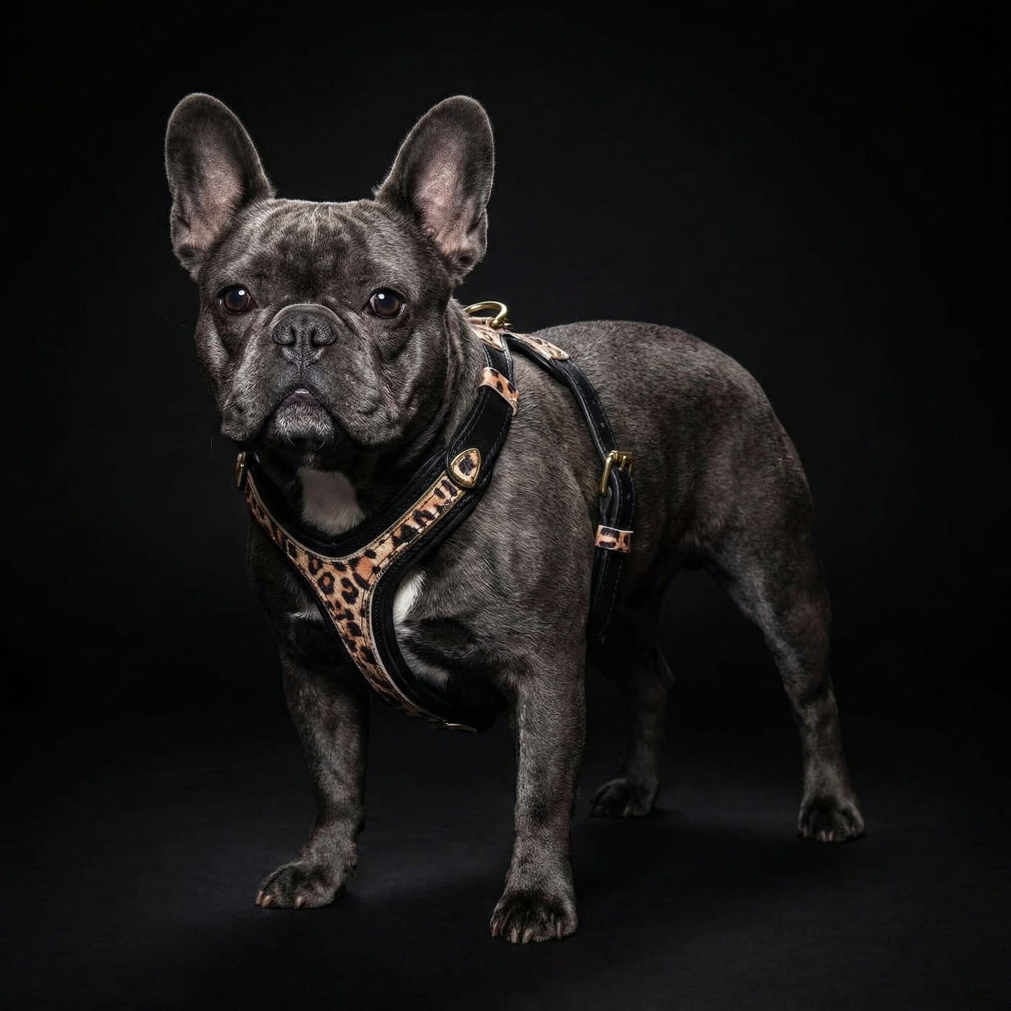 The Leopard Harness Small to Medium Size
