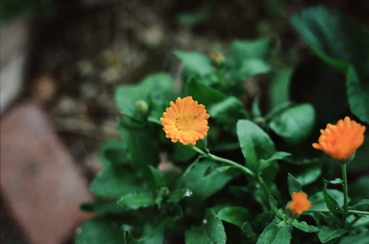 Catkin Calendula Lotion