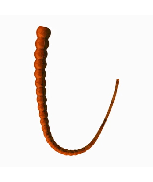 Whip Worm